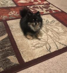 Reunited Male Dog last seen Johnson Rd, Little Rock, AR 72103