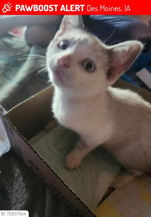 Lost Female Cat last seen University and e.26th st. Behind dav thrift store, Des Moines, IA 50317