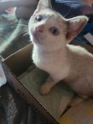 Lost Female Cat last seen University and e.26th st. Behind dav thrift store, Des Moines, IA 50317