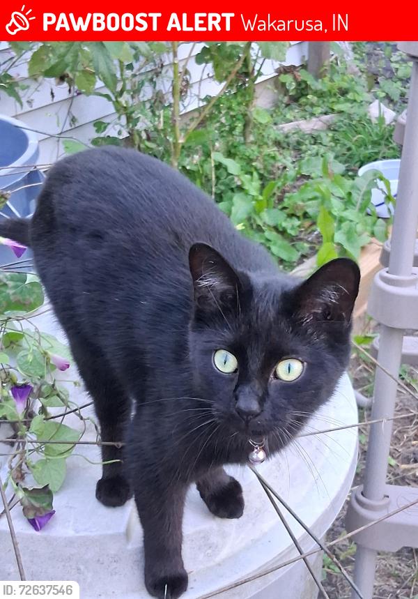 Lost Female Cat last seen S Olive St Wakarusa IN 46573, Wakarusa, IN 46573