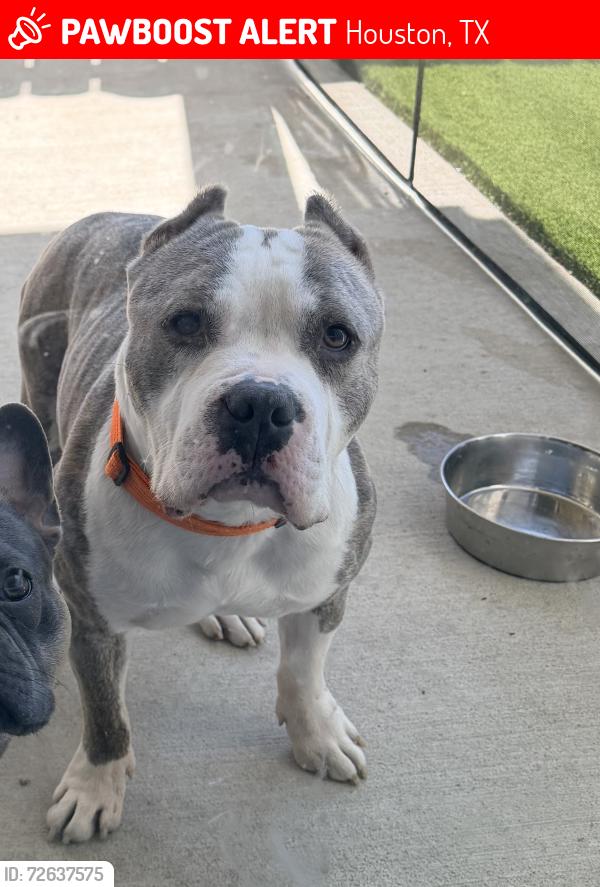 Lost Male Dog last seen Lockwood st / 610 N loop, Houston, TX 77016