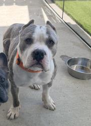Lost Male Dog last seen Lockwood st / 610 N loop, Houston, TX 77016