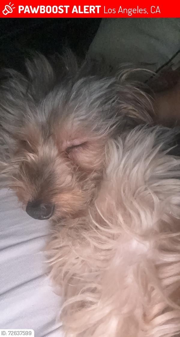 Lost Male Dog last seen Crenshaw and 50th, Los Angeles, CA 90043