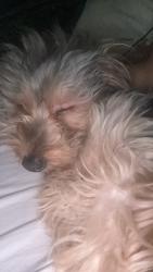 Lost Male Dog last seen Crenshaw and 50th, Los Angeles, CA 90043