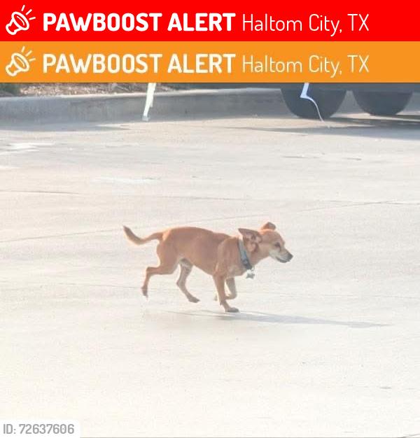 Lost Male Dog last seen Haltom city, Haltom City, TX 76117