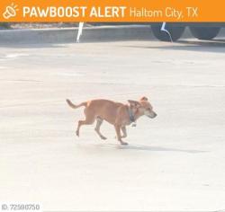 Lost Male Dog last seen Haltom city, Haltom City, TX 76117