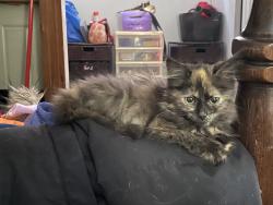 Lost Female Cat last seen Near ave and 55 street, Red Deer, AB 