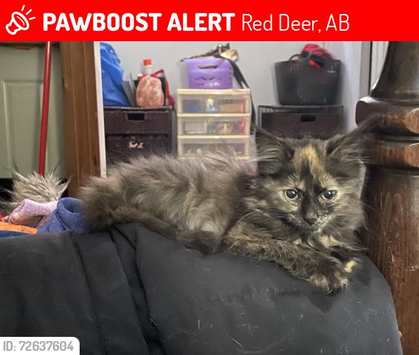 Lost Female Cat last seen Near ave and 55 street, Red Deer, AB 