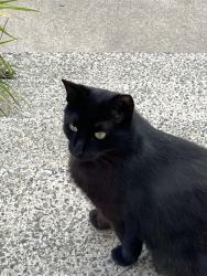 Found/Stray Unknown Cat last seen Pennwood Crossing, Falls Township, PA 19067