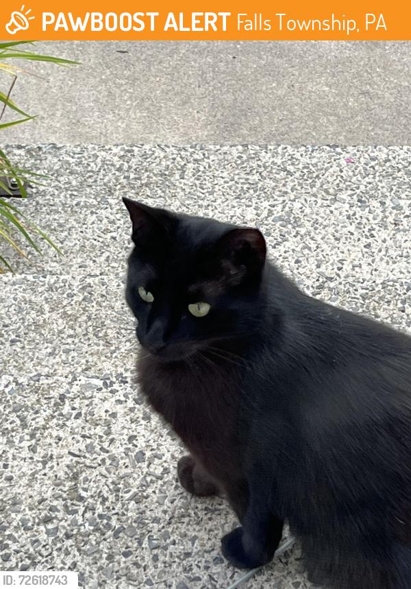 Found/Stray Unknown Cat last seen Pennwood Crossing, Falls Township, PA 19067