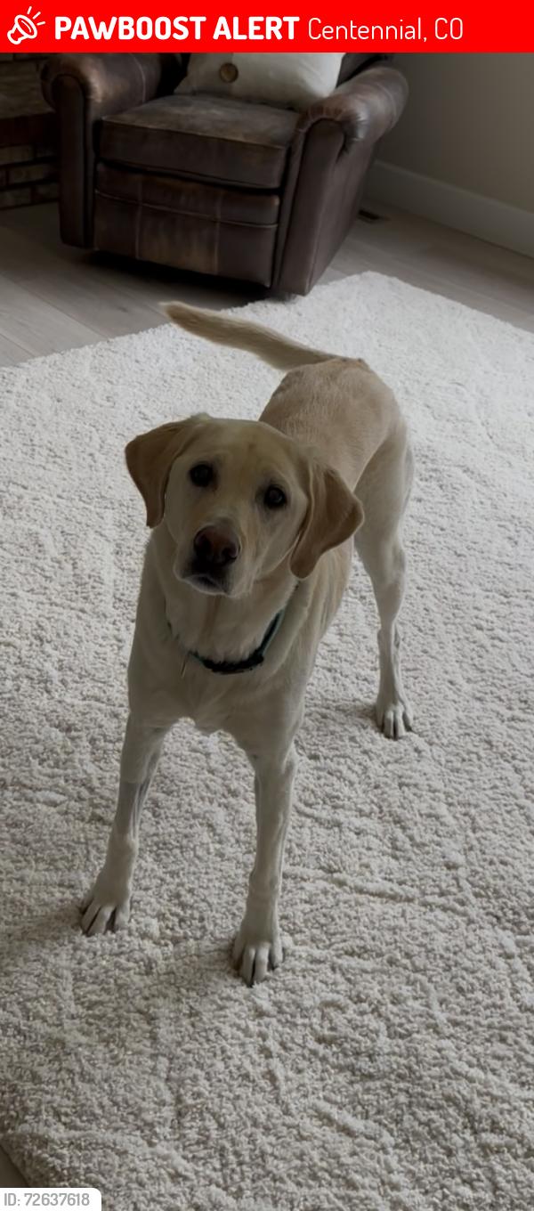 Lost Female Dog last seen hmstd, Centennial, CO 80112