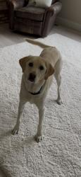 Lost Female Dog last seen hmstd, Centennial, CO 80112
