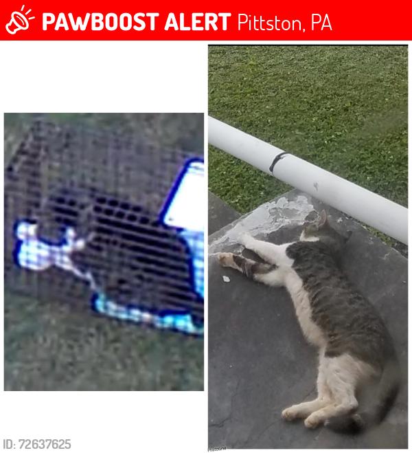 Lost Male Cat last seen Frothingham st, Pittston, PA 18640