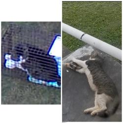 Lost Male Cat last seen Frothingham st, Pittston, PA 18640