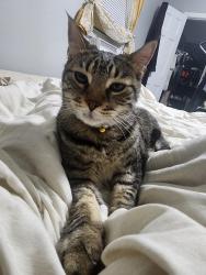 Lost Female Cat last seen Strandhill and Harvard , Cleveland, OH 44128