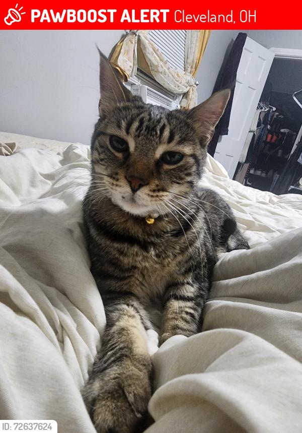 Lost Female Cat last seen Strandhill and Harvard , Cleveland, OH 44128