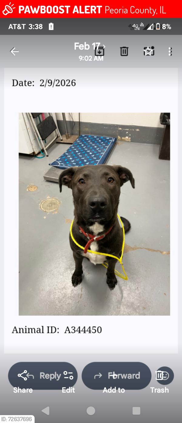 Lost Male Dog last seen Peoria county animal shelter , Peoria County, IL 61536