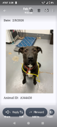 Lost Male Dog last seen Peoria county animal shelter , Peoria County, IL 61536
