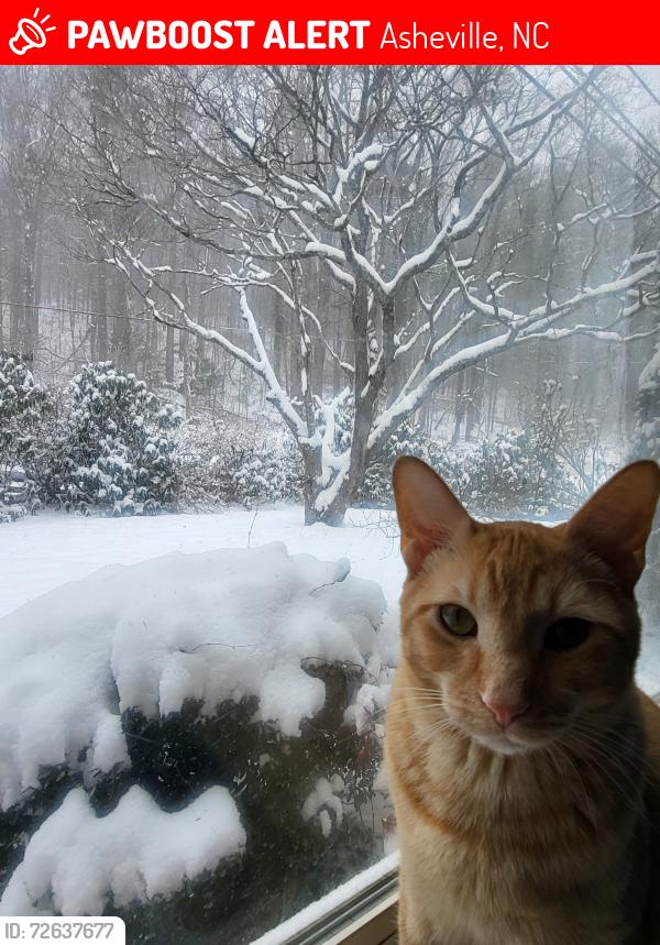 Lost Male Cat last seen Beaver Valley Rd and Beaverdam Rd, Asheville, NC 28804