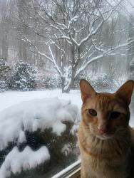Lost Male Cat last seen Beaver Valley Rd and Beaverdam Rd, Asheville, NC 28804