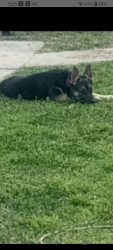Lost Female Dog last seen Coronado Way Riverside ca, Riverside, CA 92504