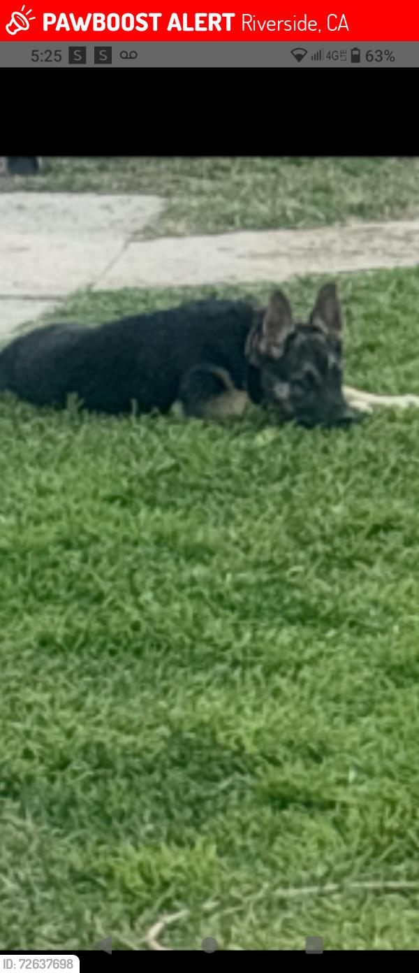 Lost Female Dog last seen Coronado Way Riverside ca, Riverside, CA 92504