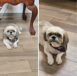 Lost Male Dog last seen Royal Arms & Lakehurst, El Paso, TX 79912