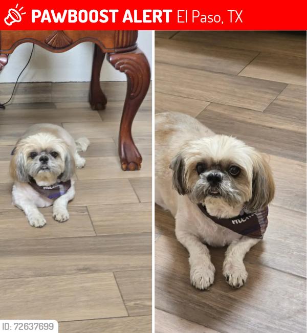 Lost Male Dog last seen Royal Arms & Lakehurst, El Paso, TX 79912