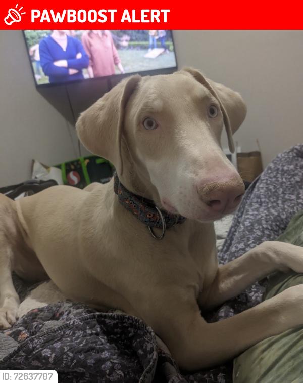 Lost Male Dog last seen W Bijou St, Colorado Springs, CO 80904