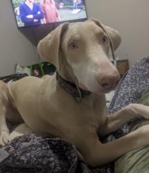 Lost Male Dog last seen W Bijou St, Colorado Springs, CO 80904