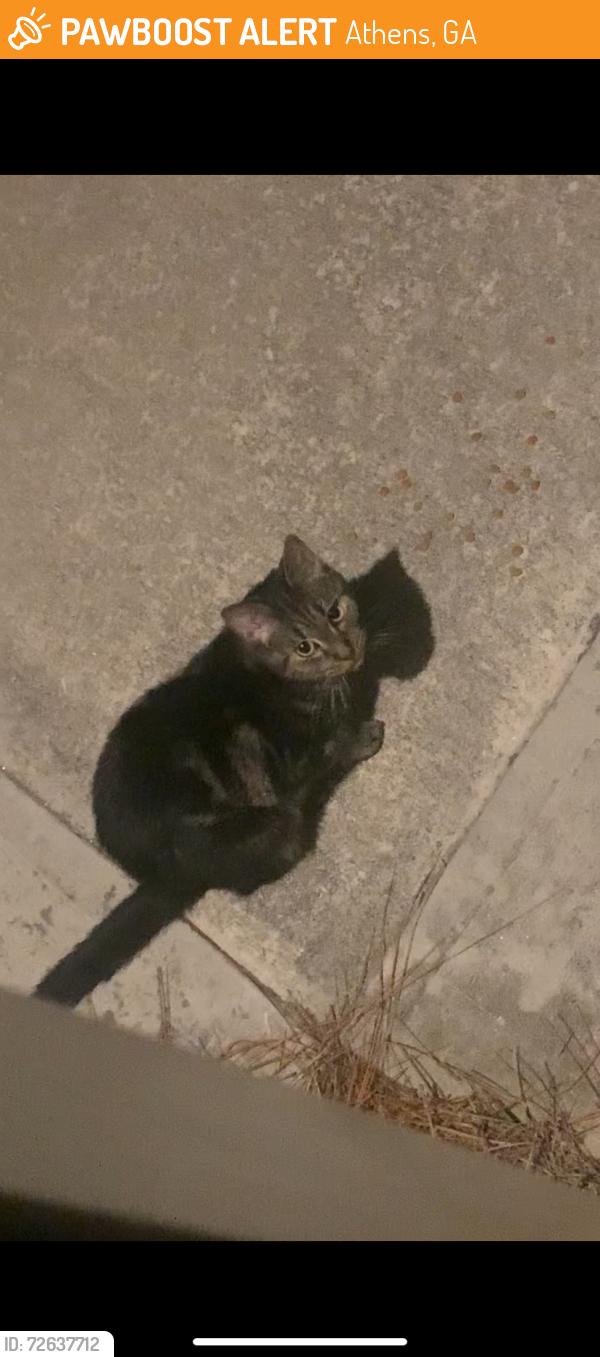 Found/Stray Unknown Cat last seen W Vincent Dr Athens, GA 30607, Athens, GA 30607