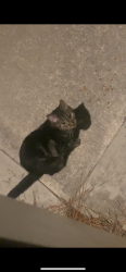 Found/Stray Unknown Cat last seen W Vincent Dr Athens, GA 30607, Athens, GA 30607