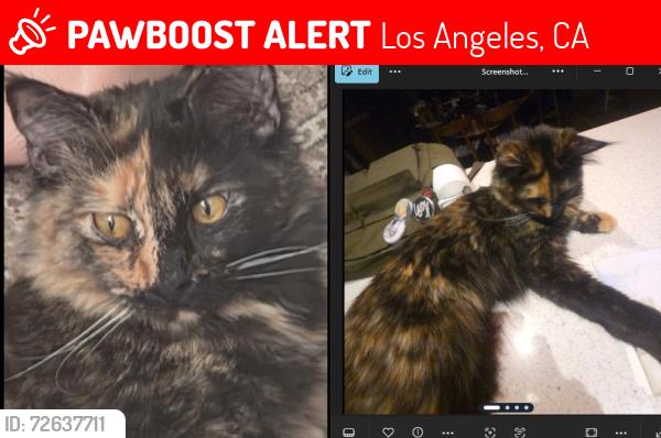 Lost Female Cat last seen PARISH, Los Angeles, CA 90065
