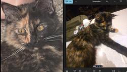 Lost Female Cat last seen PARISH, Los Angeles, CA 90065