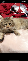 Lost Female Cat last seen Near w Powell blvd 97030, Gresham, OR 97030