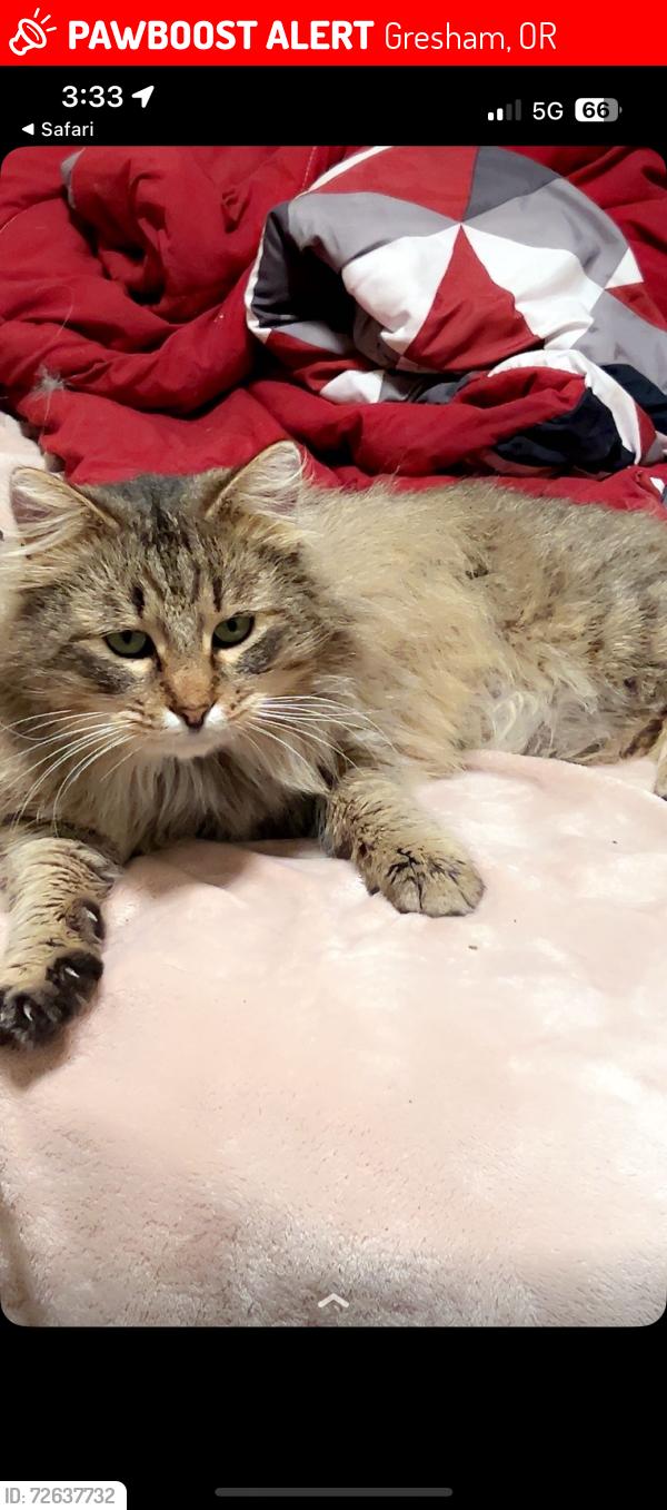 Lost Female Cat last seen Near w Powell blvd 97030, Gresham, OR 97030