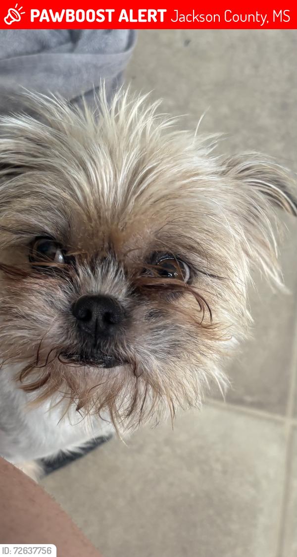 Lost Male Dog last seen Patrick Henry and fortslake rd, Jackson County, MS 39562