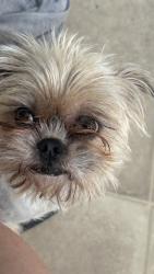 Lost Male Dog last seen Patrick Henry and fortslake rd, Jackson County, MS 39562