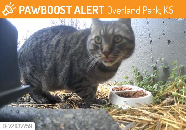 Found/Stray Unknown Cat last seen 131st and Connell, Overland Park, KS 66213