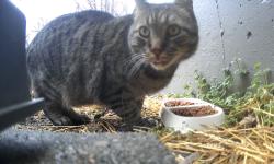 Found/Stray Unknown Cat last seen 131st and Connell, Overland Park, KS 66213