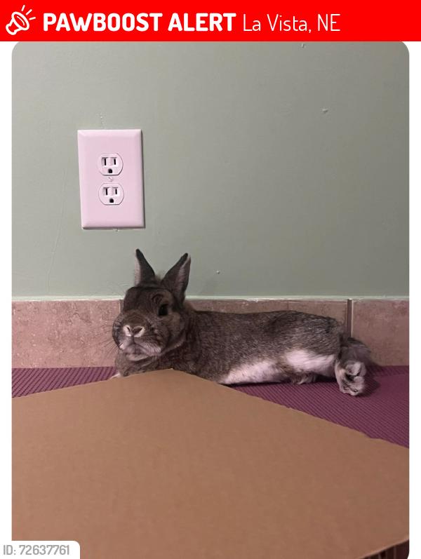 Lost Male Rabbit last seen 72nd & Harrison, Seymour Smith park, by the playground , La Vista, NE 68128