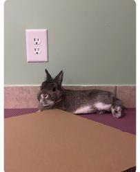 Lost Male Rabbit last seen 72nd & Harrison, Seymour Smith park, by the playground , La Vista, NE 68128