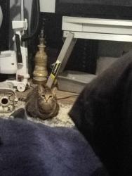 Lost Female Cat last seen Between 410 and WW White Rd , San Antonio, TX 78222
