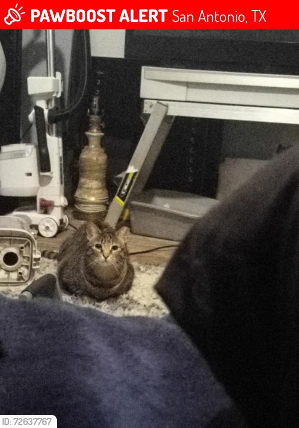 Lost Female Cat last seen Between 410 and WW White Rd , San Antonio, TX 78222