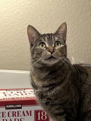 Lost Female Cat last seen She was last seen at a warehouse near extra space storage , Murray, UT 84107