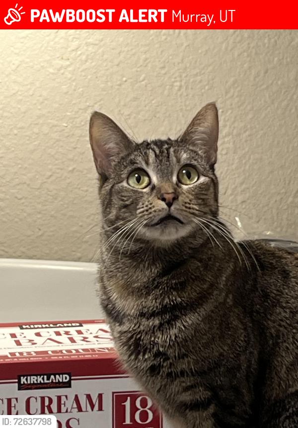 Lost Female Cat last seen She was last seen at a warehouse near extra space storage , Murray, UT 84107