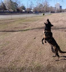Lost Male Dog last seen Pine and Harvard, Tulsa, OK 74115