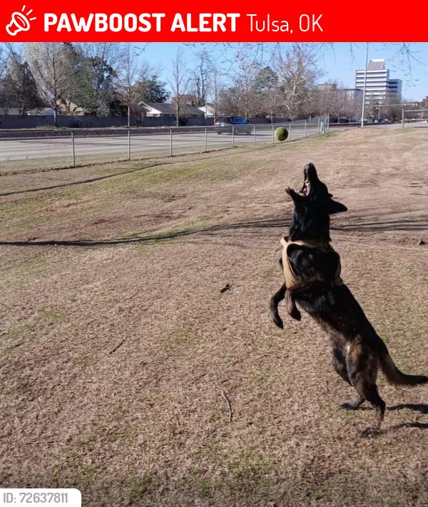 Lost Male Dog last seen Pine and Harvard, Tulsa, OK 74115