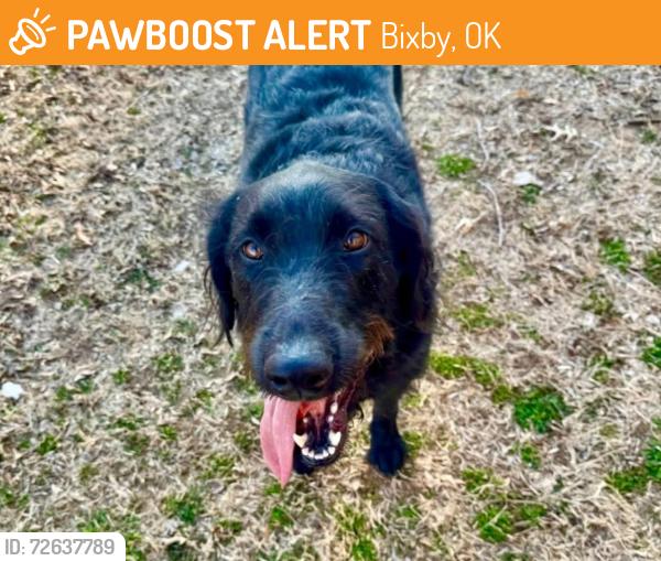 Found/Stray Female Dog last seen Hwy 75 and 151st, Bixby, OK 74008