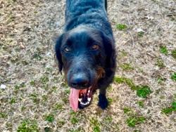 Found/Stray Female Dog last seen Hwy 75 and 151st, Bixby, OK 74008